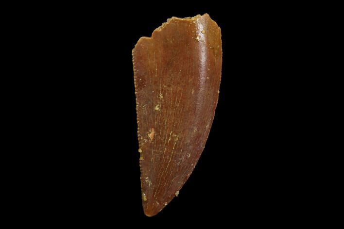 Serrated, Raptor Tooth - Real Dinosaur Tooth #94094